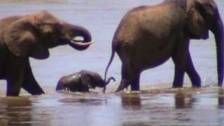 BABY ELEPHANT CROSSING THE RIVER.mpg