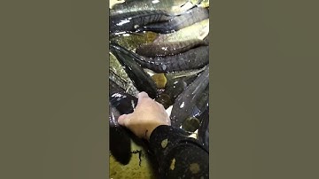 trúng mẻ cá lóc đồng mùa nước nổi #shorts