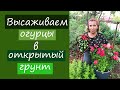 Высаживаем огурцы в открытый грунт