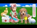 Baby monkey Ben Ben drives a truck feed the rabbit and the puppy  | Funny Monkey Ben Ben