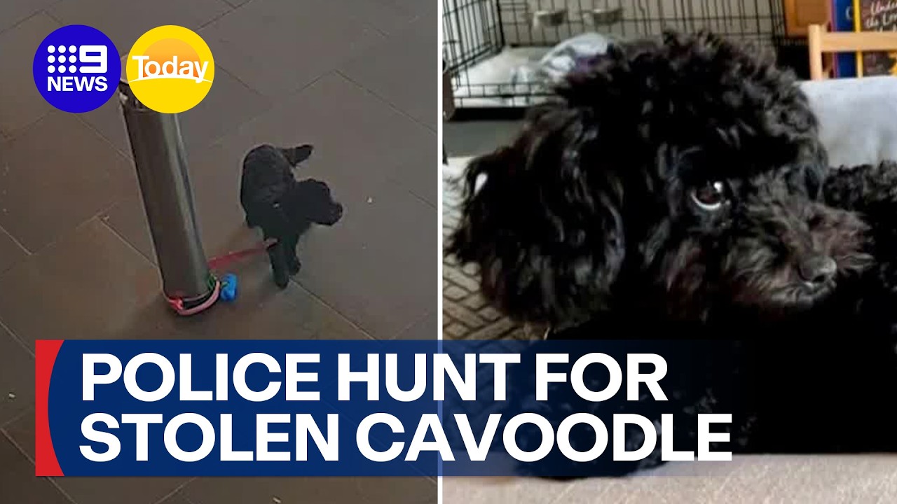 Police searching for women who stole 10-month-old cavoodle | 9 News Australia