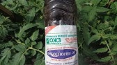 ФИТОСПОРИН - ЛУЧШАЯ ЗАЩИТА РАССАДЫ. Разводим. Применяем - YouTube
