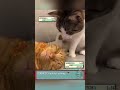 GATOMON🐱(Parodia En Español) Memes En ESPAÑOL #shorts #humor