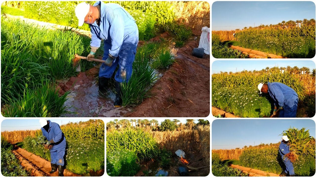 الأرض لا تعطي إلا من يخدمها | يوميات فلاح