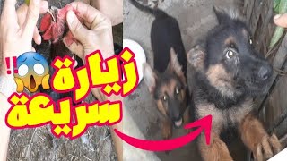 زيارة مزرعة الاخ محمد الحداد واثناء الزيارة تعرفت على انواع الكلاب 😱