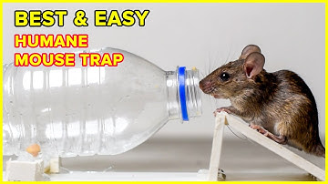 Best & Easy Humane Mouse/Rat Trap | DIY Mouse Trap Homemade
