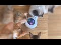 Automatic Cat Toy Electric Smart Gravity UFO Self-entertaining Feather Wand Pet Toy - For Cat Lovers