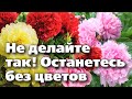 5 ОШИБОК САДОВОДОВ ПОСЛЕ ЦВЕТЕНИЯ ПИОНОВ. Не погубите растения!