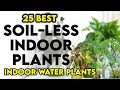25 easy indoor plants you can grow in water  indoor water plant in india  soilless indoor plants