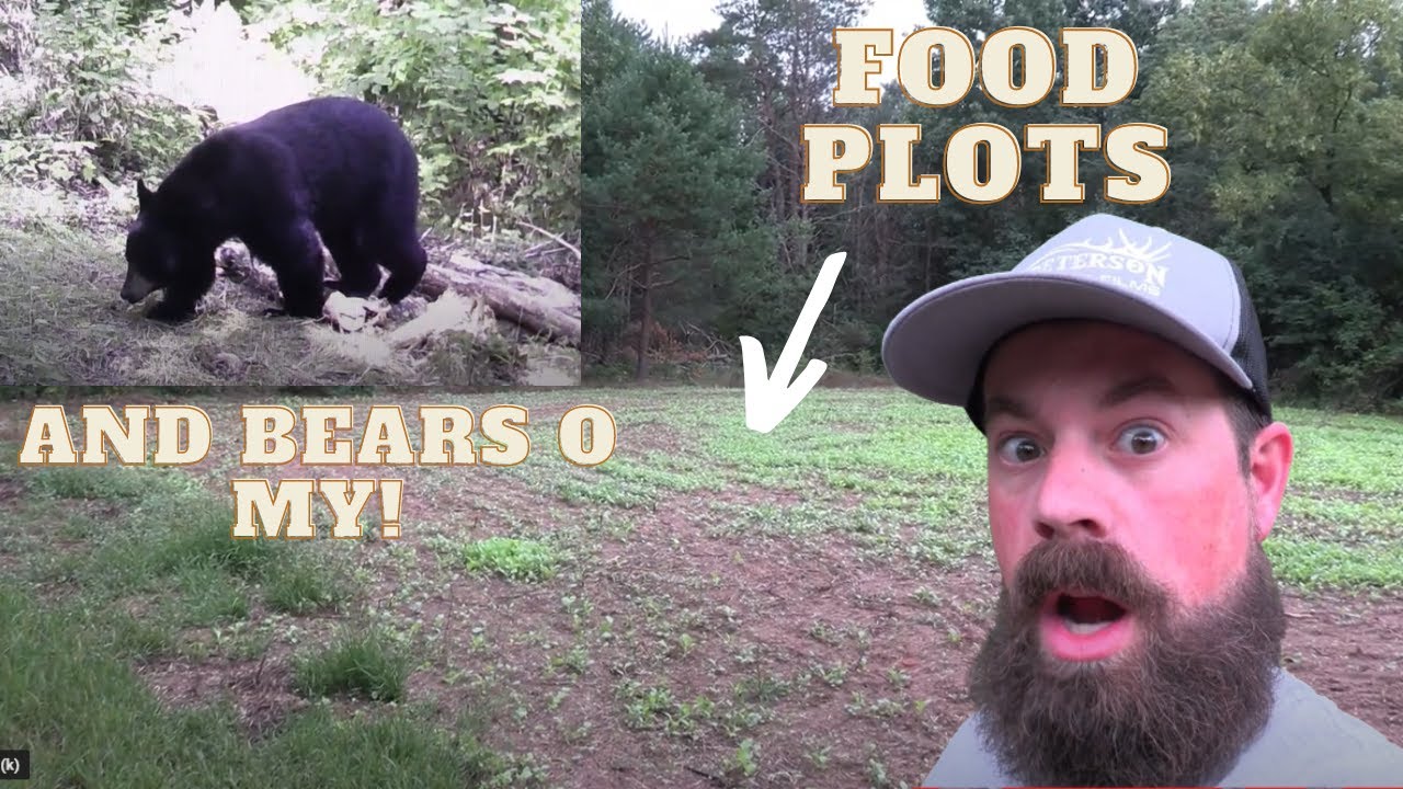 FALL FOOD PLOT UPDATE BONUS BEAR PICTURES!! YouTube