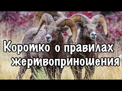 Всё о жертвоприношении