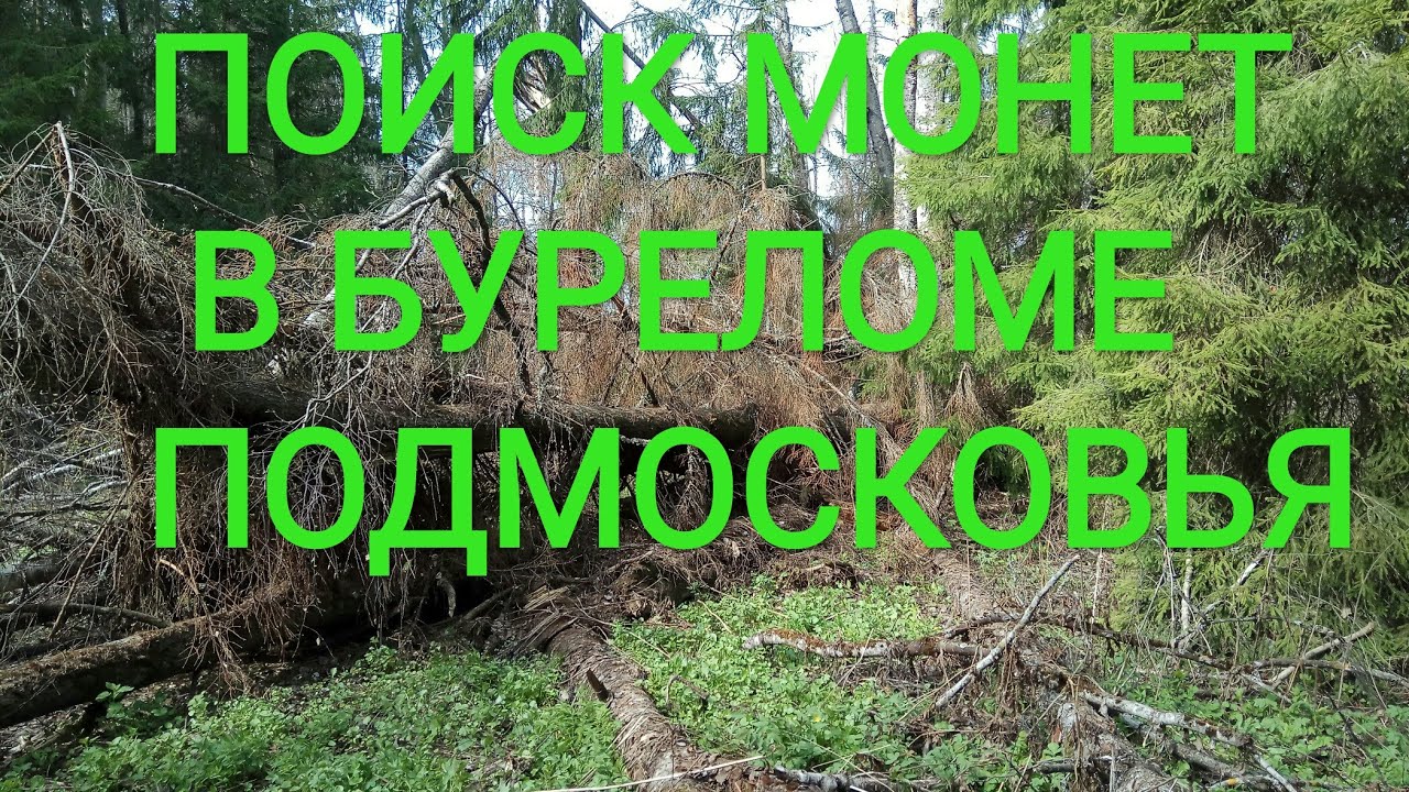 Поиск монет в буреломе подмосковья