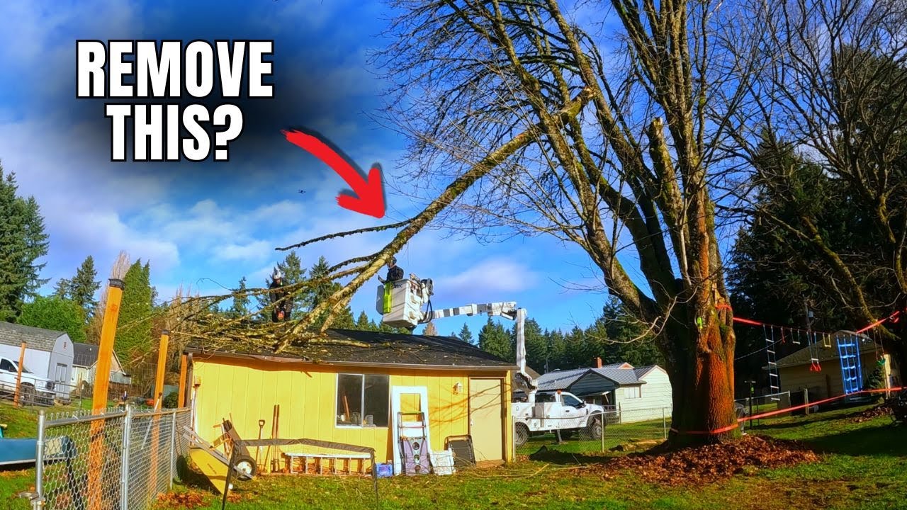 Как безопасно убрать сломанное дерево с дома или гаража