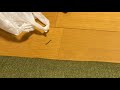こいや