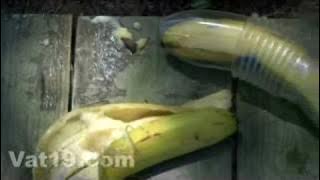 Protect your banana with the Banana Bunker