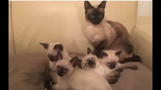 Adorable Siamese Kittens, 8 Weeks Old  / Bucketlist