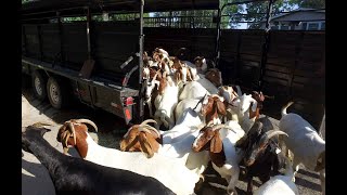 Hungry goats eat up weed nightmare in west Wichita