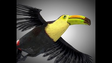 3D Model Toucan Bird PBR Rigged Low poly at 3DExport.com