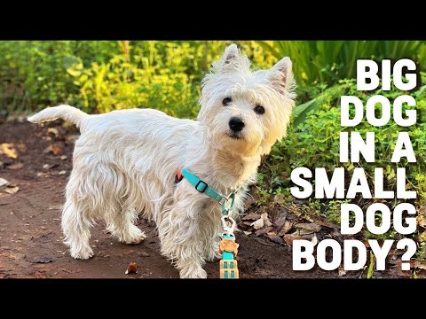 10 Reasons to LOVE a Westie Dog