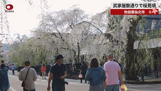 武家屋敷通りで桜見頃 秋田県仙北市