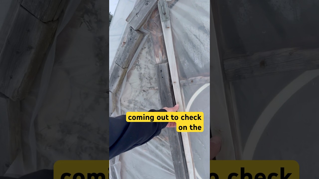 Negative temps vs polytunnel #shorts #earthdwellershomestead #gardening #diygreenhouse #diy