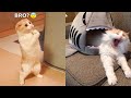 Funniest Animals - Best Of The 2021 Funny Animal Videos #56