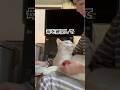 時間がかかる朝ご飯 #白猫 #シロちゃん #猫動画 #猫のいる暮らし #猫店長