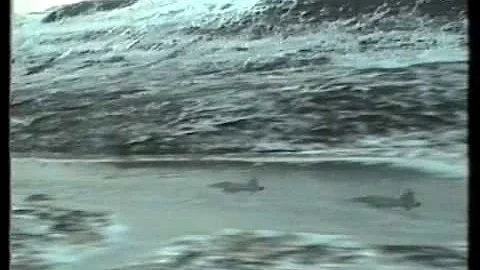 F-5 low level flying in Norway 1989 336 sqn