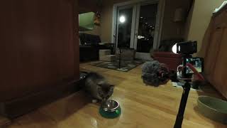 Yuki Doing Tricks for Food (5K)