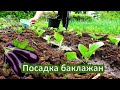 🍅 Посадка баклажанов в грунт рассадой