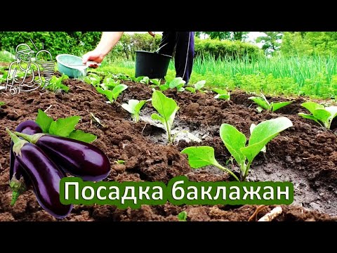 &#55356;&#57157; Посадка баклажанов в грунт рассадой