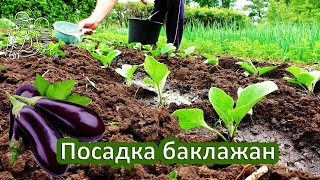 🍅 Посадка баклажанов в грунт рассадой