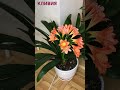 Кливия #кливия #комнатныерастения #цветы