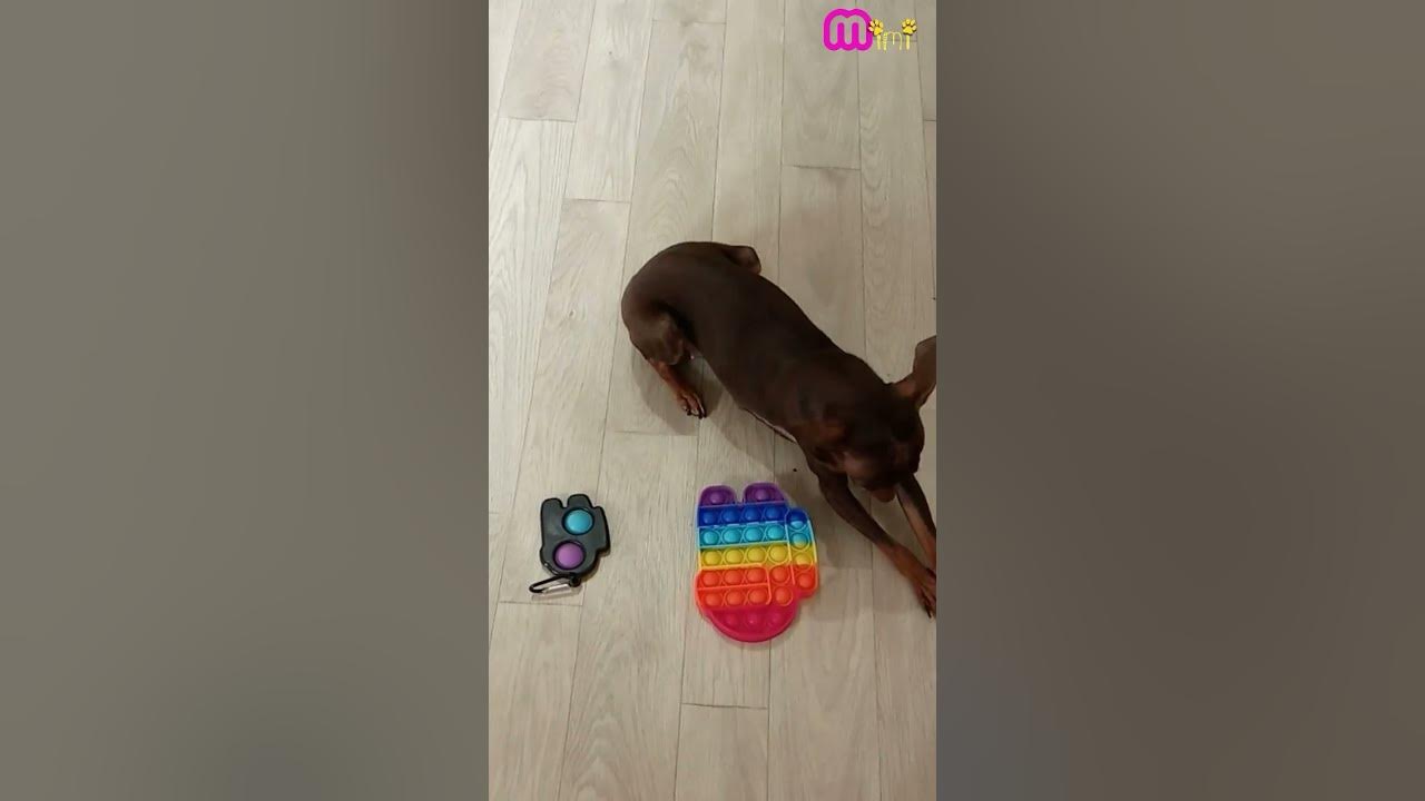 Песня Поп ит или симпл димпл. Собака из тик ток выбирает 🐶🐶🐶 - YouTube