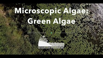Microscopic Algae: Green Algae