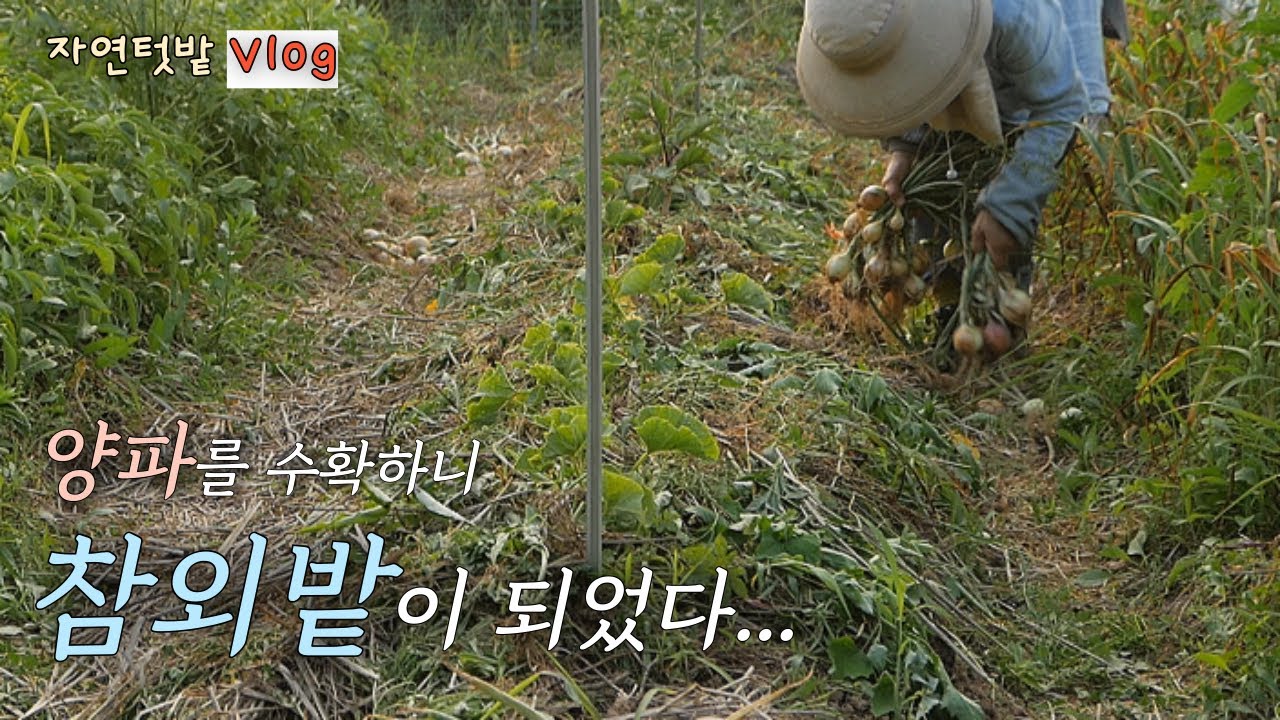 [Июнь-2] После уборки лука, поле дынь / Jjajangbap * Рис Эдамаме