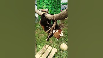 The way red pandas frolic and play around is absolutely adorable!