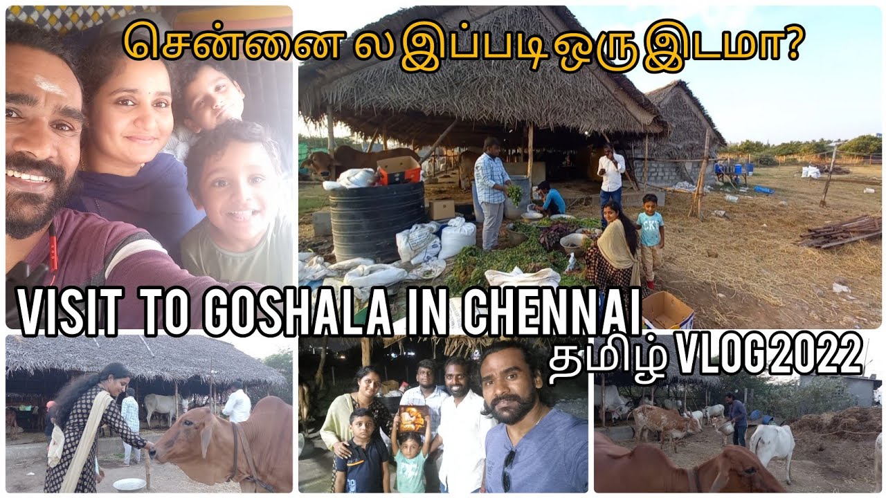 visit to goushala in chennai/tamil vlogs 2022/sree venkatakrishna gosamrakshana sala, pallikaranai