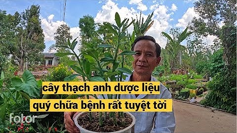 giải mã lời đồn cây thạch anh thần dược chữa bệnh ung thư đúng hay sai