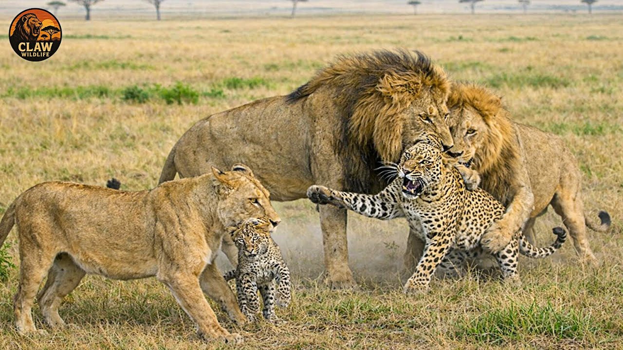 Savage Africa – When the Hunter Becomes the Prey | Wildlife Documentary