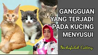 Disorders that occur in lactating cats by Nova Nochafalah 119 views 1 year ago 11 minutes, 33 seconds