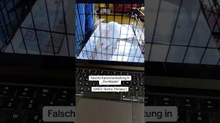 Katastrophale Kaninchenhaltung | Anzeige #kaninchen #haustiere #tierschutz #kaninchenhaltung
