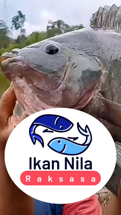 Ikan nila raksasa, evolusi dari ikan mujaer #unik #aneh #jumbo #terbesar