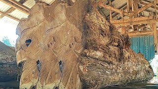 giant dense and beautiful fiber teak wood worth 40 million