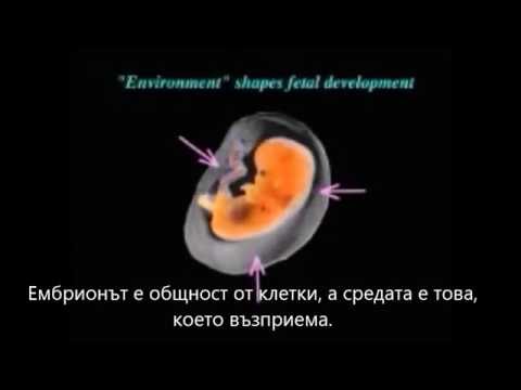 Д-р Брус Липтън - мислите и чувствата на майката се отпечатват върху бебето в утробата