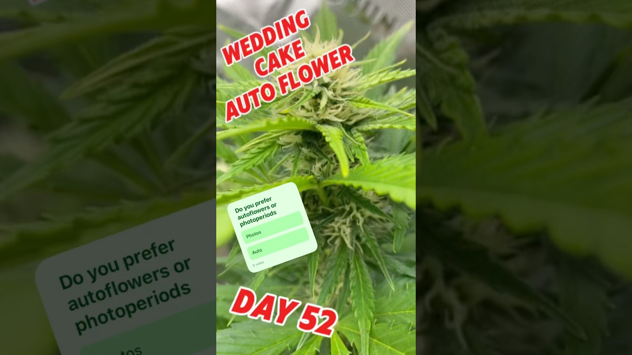 Wedding cake auto showing some stacks