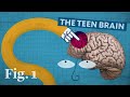Navigating Teenage Brain Development and Its Impact on Behavior