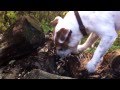 Jack Russell terrier hunting for mice