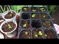 How to start Coleus seed |moving my greenstalk|# collards #yardwork #vegetablesgarden #flowers #grow