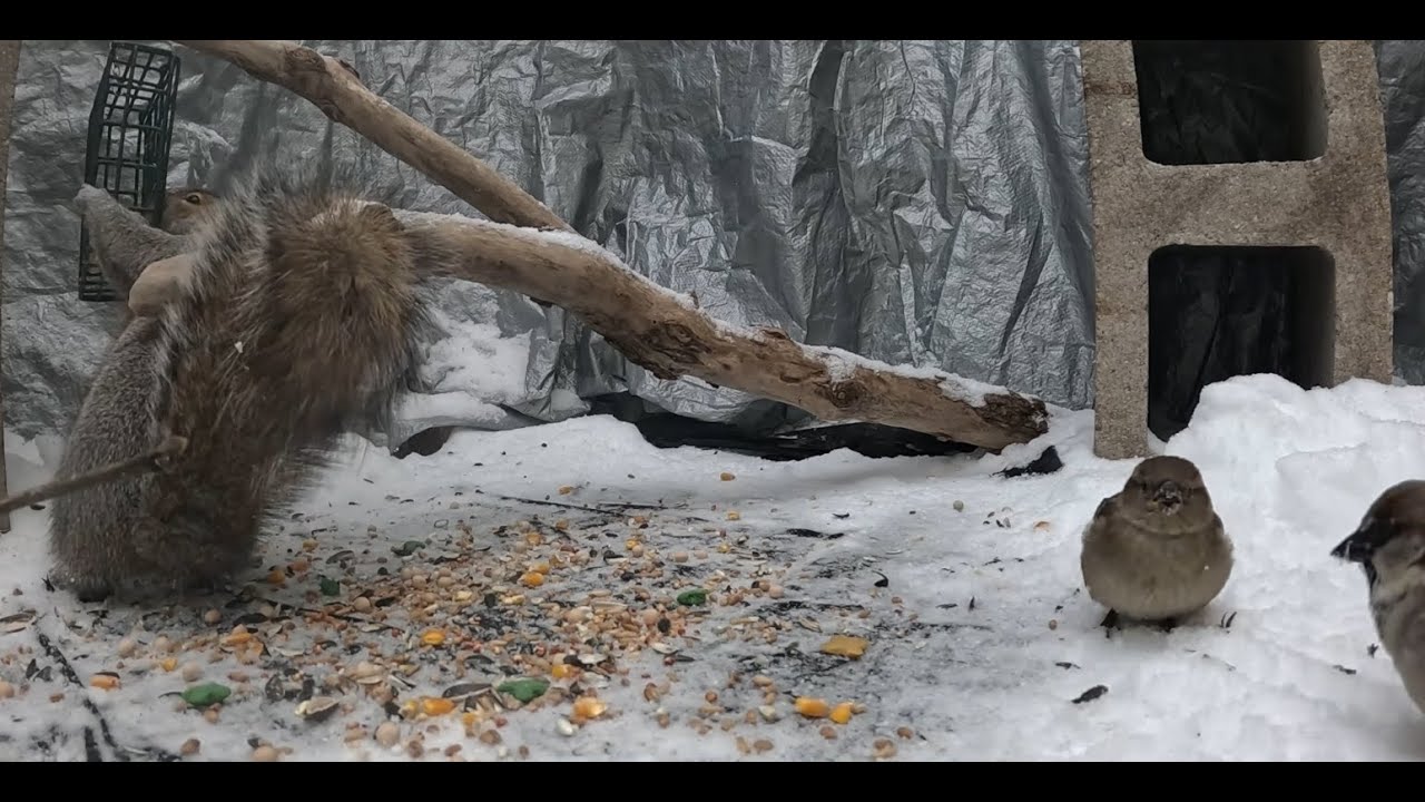 Critter Cam - 1-14-26 - Windy day with the usual suspects dropping by.